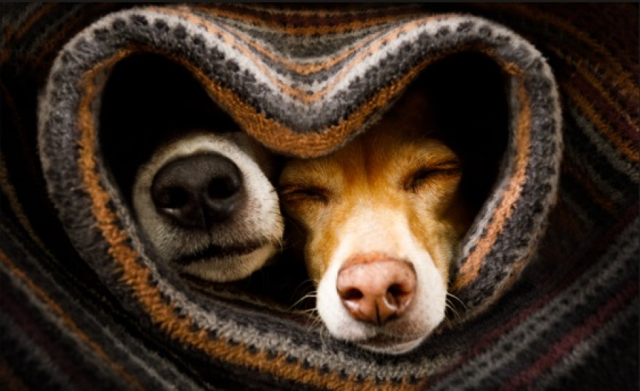 OAB e SOS Animais lançam campanha para arrecadar cobertores